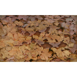 Copperhead snake on dead leaves 1915