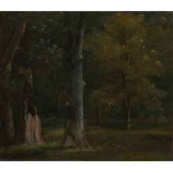 Trees in the bois de boulogne paris Trees in the bois de boulogne paris