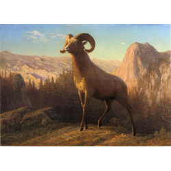 A rocky mountain sheep ovis montana