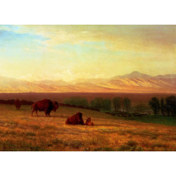 Buffalo on the plains