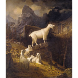 Rocky mountain goats 1885