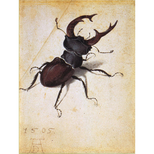 Cervus lucanus