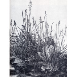 Great piece of turf study of weeds 1503 Great piece of turf study of weeds 1503