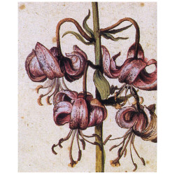 Lillium martagon details