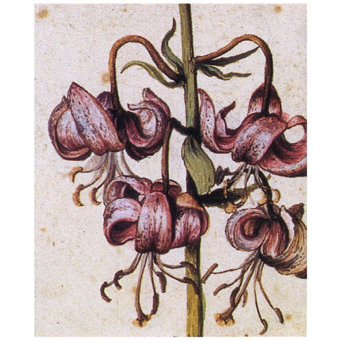 Lillium martagon details