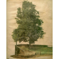 Linden tree on a bastion 1494