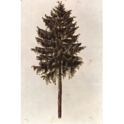 Pine 1497