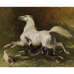 A grey arabstalliongalloping with dogs