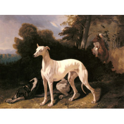 A greyhound in an extensive landscape