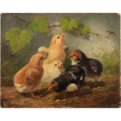 Chicks