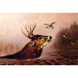 Deer in marsh