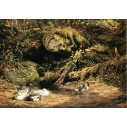 Ducks at the spring head