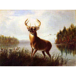 Eight point stag