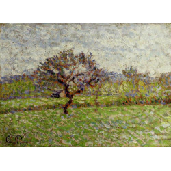 An apple tree at eragny