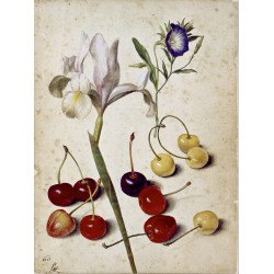 Spanish iris morning glory and cherries