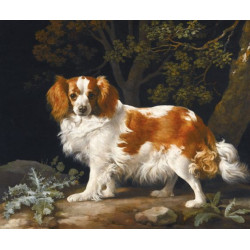 A liver and white king charles spaniel in a wooded landscape 1776