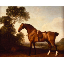 A saddled bay hunter