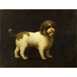 A water spaniel 1769