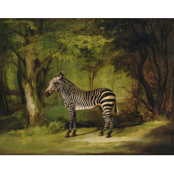 A zebra 1763