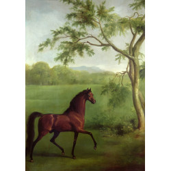 An arabian stallion beneath a tree c1761 63