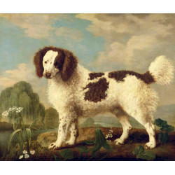 Brown and white norfolk or water spaniel 1778