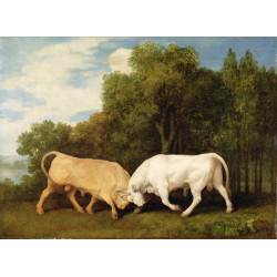 Bulls fighting 1786