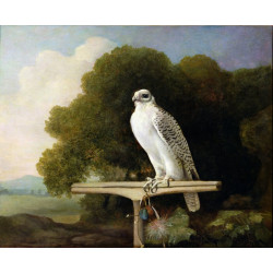 Greenland falcon grey falcon 1780