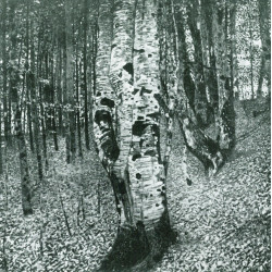 Birch forest ii 1903