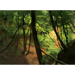 Inside the forest 1884