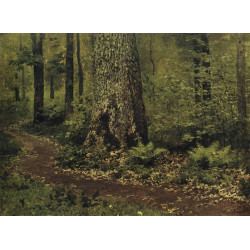 Footpath in a forest ferns