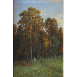 The edge of a pine forest