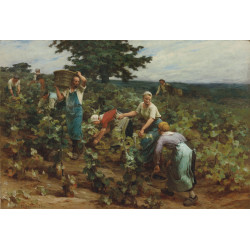 Harvesting at mont saint pre