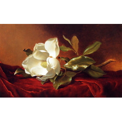 A magnolia on red velvet A magnolia on red velvet