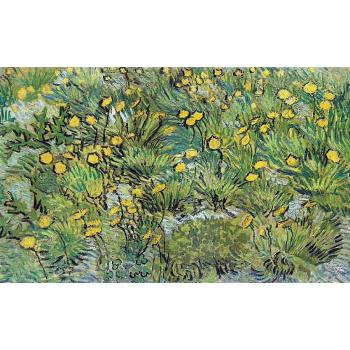A field of yellow flowers 1889