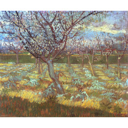 Apricot tree in bloom 1888