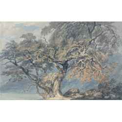 A great tree 1796