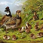 Arthur Fitzwilliam Tait